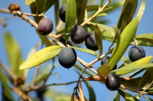 Зрелые и незрелые оливки растущие на дереве