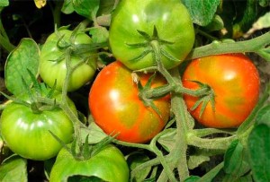 Созревшие и зеленые плоды томатов на ветке