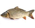 karp